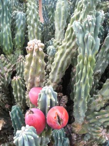 Proof of love is in works. Where love exists, it works great things. When it ceases to act, it ceases to exist. ~ Gregory the Great #quote